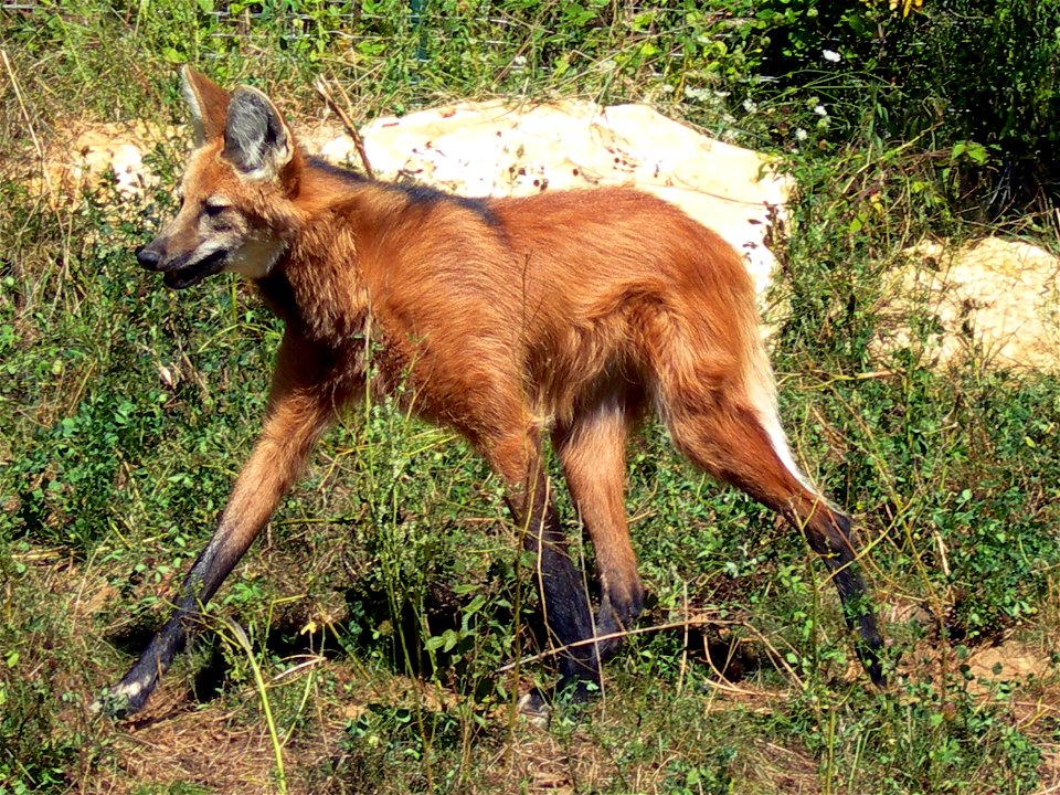 A maned wolf, walking.