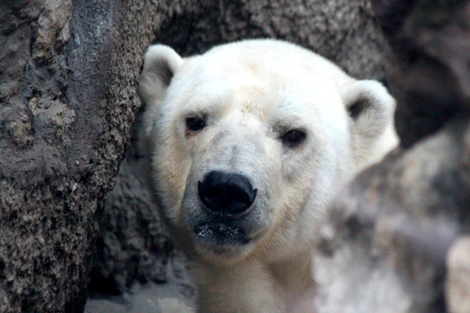 Portrait view fauna