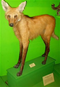 This is a photograph of a Maned Wolf (Chrysocyon jubatus).
This photograph is from the Harvard Museum of Natural History / Peabody Museum. Although no copyright has been asserted for the subject matte