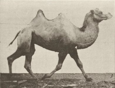 Bactrian camel racking Bactrian camel racking. This is plate 738, captioned "Bactrian camel racking".; CITE AS "Eadweard Muybridge. Animal locomotion: an electro-photographic investigation of consecut photo