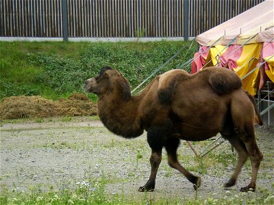 A camel which apparently escaped from a local circus in Heppenheim.