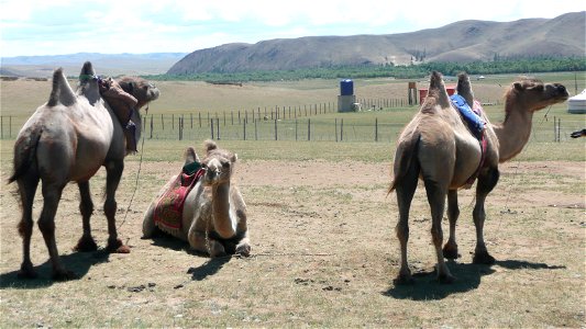 Gorkhi-Terelj National Park photo