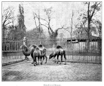 Clément Maurice Paris en plein air, BUC, 1897, Dromadaires et Chameaux
