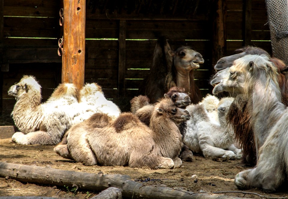 Nyíregyháza Zoo, camelslabel QS:Len,"Nyíregyháza Zoo, camels"
label QS:Lhu,"Nyíregyházi Állatpark, tevék"