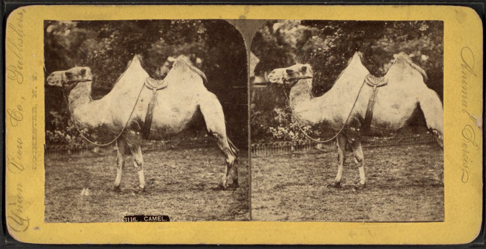 Camel.  Animal series.