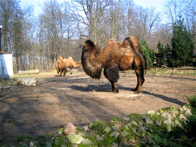 Kupranugaris. Lietuvos zoologijos sodas, 2007-03-10