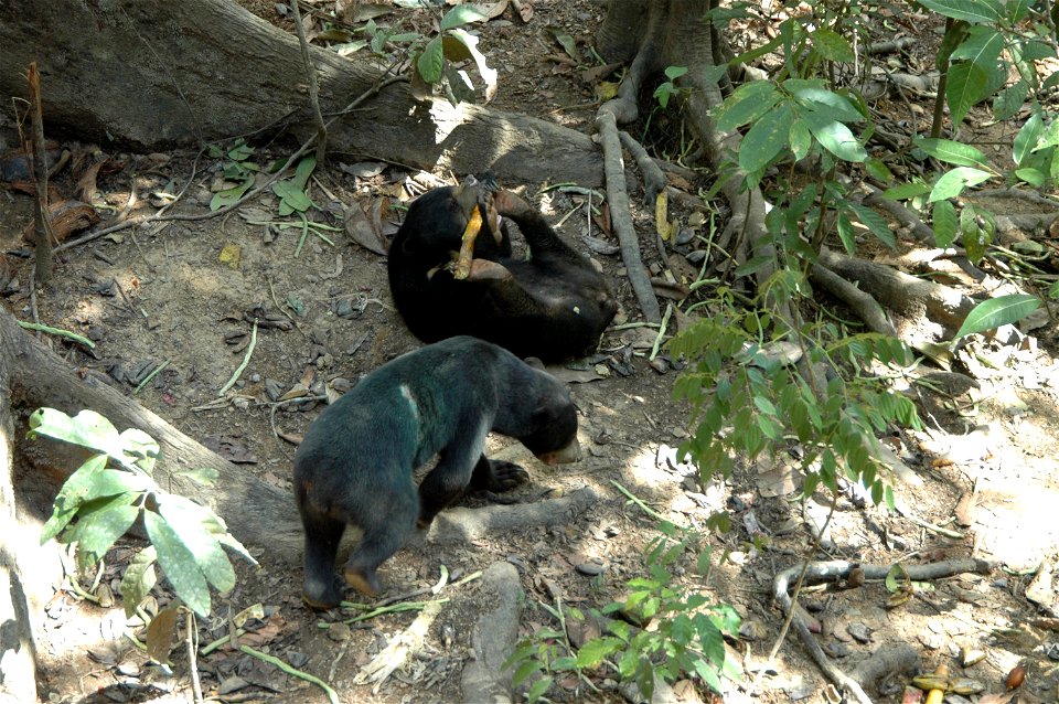 Sun Bear (Helarctos Malayanus) in Borneo