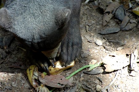 Sun Bear (Helarctos Malayanus) in Borneo