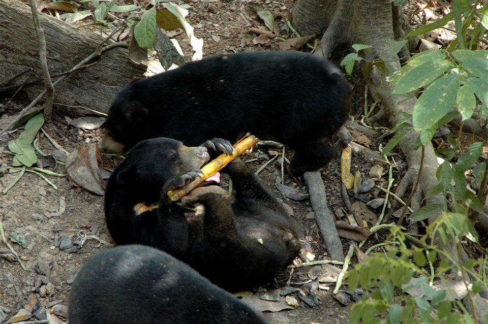 Sun Bear (Helarctos Malayanus) in Borneo