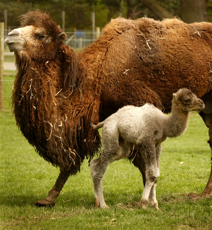 Bactrian camel calf with mother