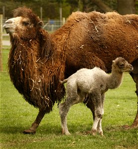 Bactrian camel calf with mother photo