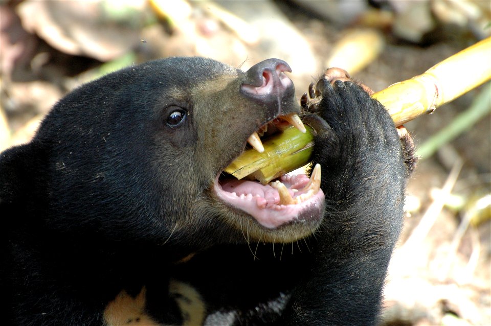 Sun Bear (Helarctos Malayanus) in Borneo