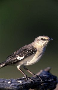 : Northern Mockingbird (Mimus polyglottos) photo