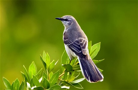 Northern mockingbird (Mimus polyglottos)