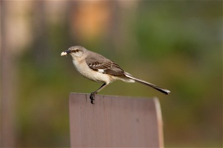 Mockingbird, NPSPhoto, R. Cammauf