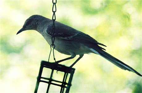 Northern Mockingbird photo