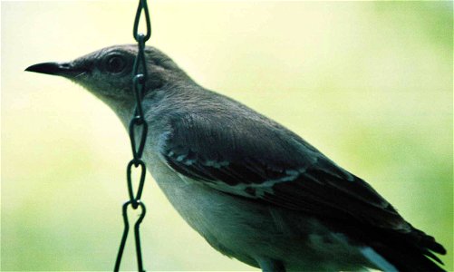 Northern Mockingbird