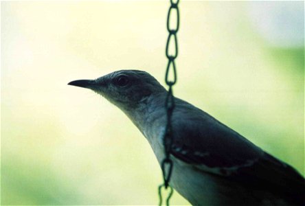 Northern Mockingbird photo