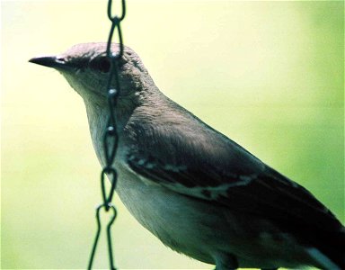 Northern Mockingbird