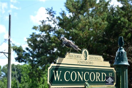 A northern mockingbird, Mimus polyglottos, sits atop a street sign at the intersection of Concord and Anderson Streets in Morganton, North Carolina, United States.