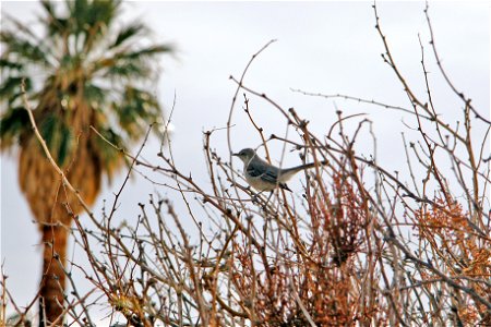 Northern Mockingbird (Mimus polyglottos) at Oasis of Mara, Joshua Tree National Park. NPS/Brad Sutton photo