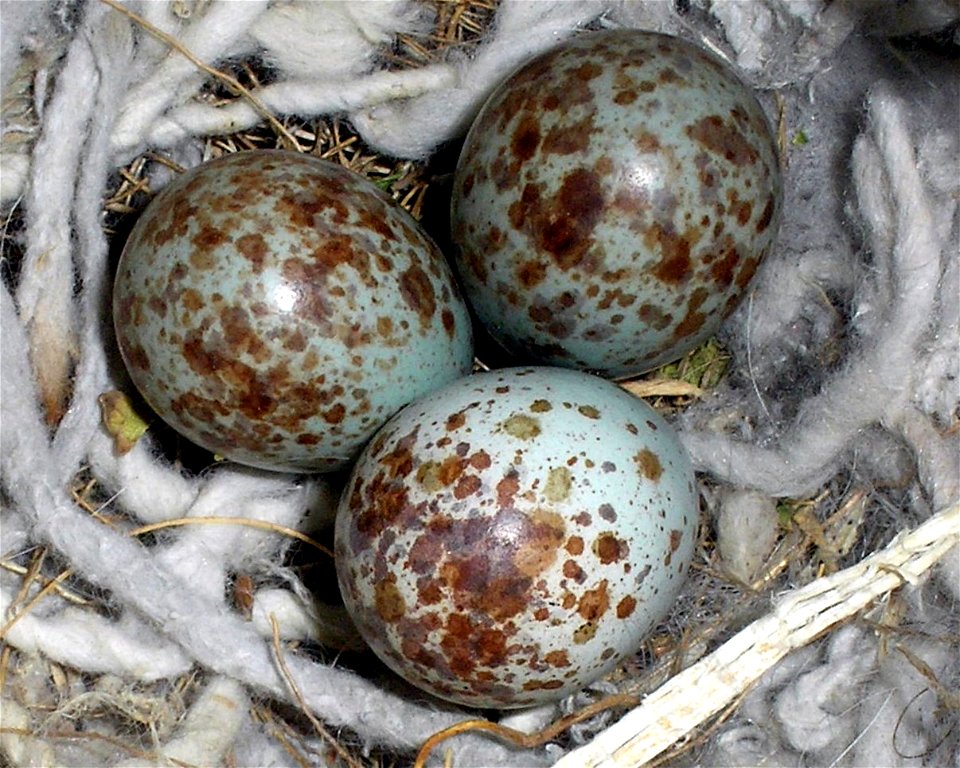 Picture of Northern Mockingbird eggs in nest taken in Las Vegas, NV
