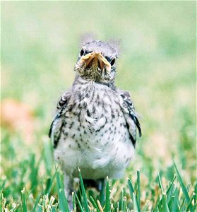 Mockingbird Chick photo