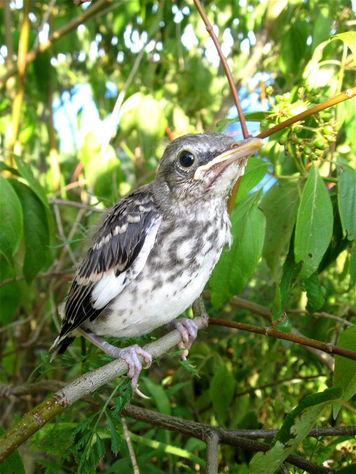 Juvenile Mimus polyglottos residing in Pennsylvania