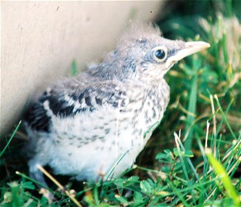 Northern Mockingbird Chick