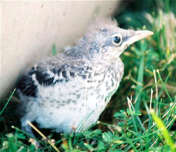 Northern Mockingbird Chick photo