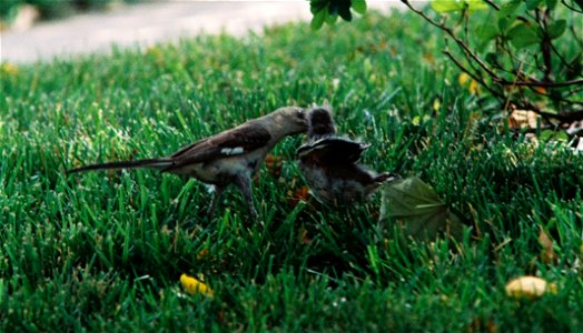 Northern Mockingbird Feeding Her Chick photo