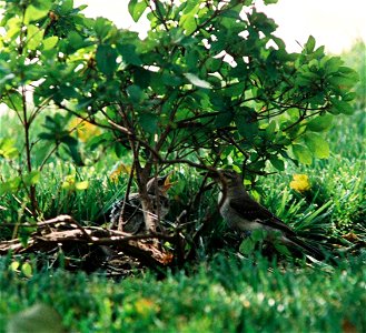 Mockingbird feeding chick.