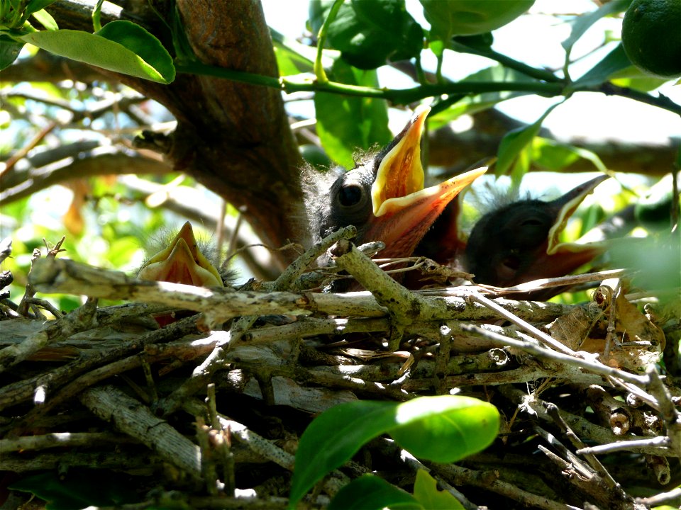 nest of northern mockinbird on my backyard calamansi tree