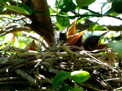 nest of northern mockinbird on my backyard calamansi tree photo