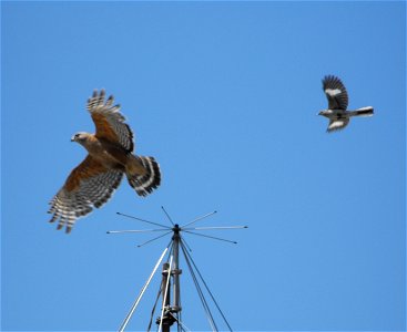 Red-shouldered Hawk (Buteo lineatus) being attacked by Northern Mockingbird (Mimus polyglottos), Lemon Grove, California, USA. photo