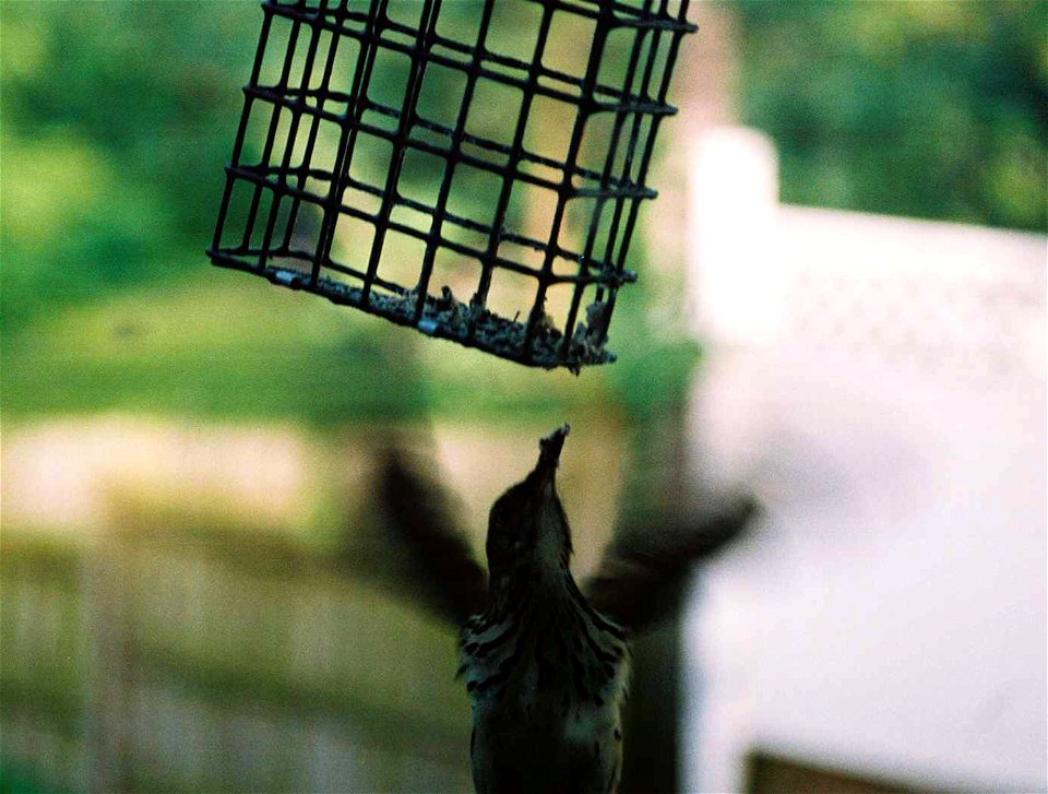 Mockingbird flying up to seut feeder