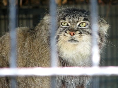 Palla's Cat (Felis manul)
