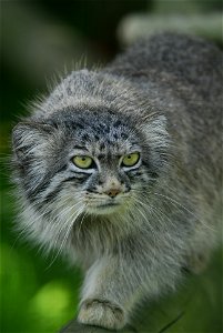 Pallas cat (Tula) residing at Wildlife Heritage Foundation, Smarden, Kent. She is a stunning example of the species. photo