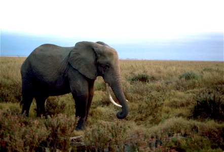 Image title: African elephant male
Image from Public domain images website, http://www.public-domain-image.com/full-image/fauna-animals-public-domain-images-pictures/elephant-public-domain-images-pict