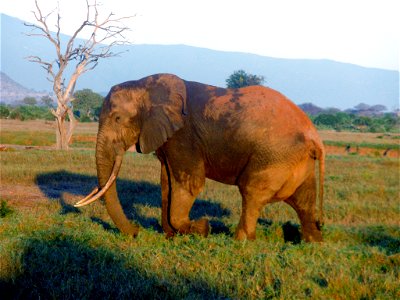 elefante nella savana
