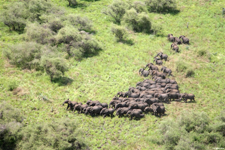USAID has helped South Sudan preserve its wildlife and biodiversity through conservation work in the Boma-Jonglei Landscape.
Photo Credit: WCS