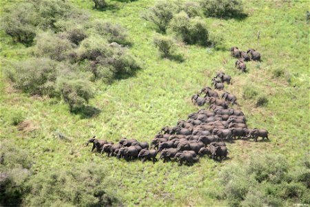 USAID has helped South Sudan preserve its wildlife and biodiversity through conservation work in the Boma-Jonglei Landscape.
Photo Credit: WCS