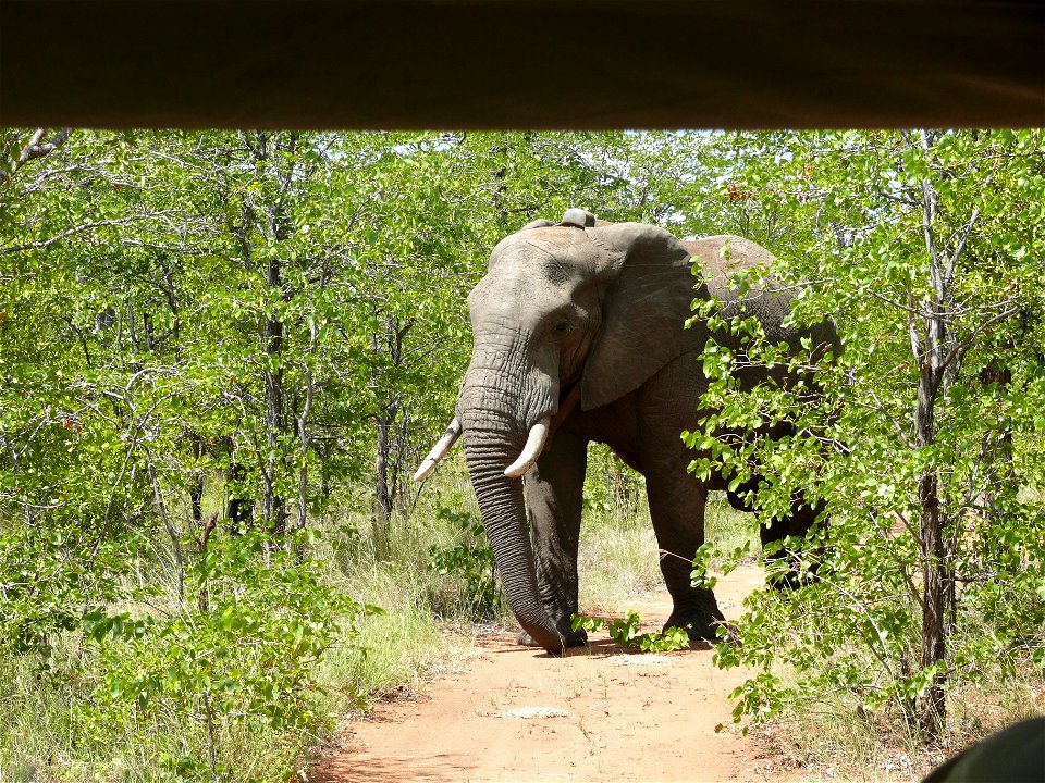 Bull elephants are mostly solitary, but research support by USFWS has shown that they have an extensive social network. Credit: Michelle Gadd/USFWS