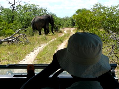 Male elephants are shot by trophy hunters legally in some parts of Africa. Researchers are monitoring elephant behavior in and around hunting areas. Credit: Michelle Gadd/USFWS