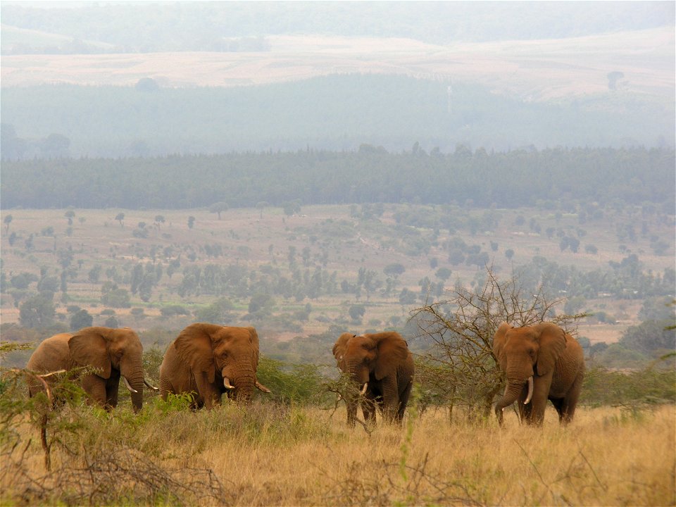 National Parks in Africa are too small for elephants to stay inside year round. Many have to cross farming areas and come into conflict with people. Credit: Patrick Chiyo/Duke University.