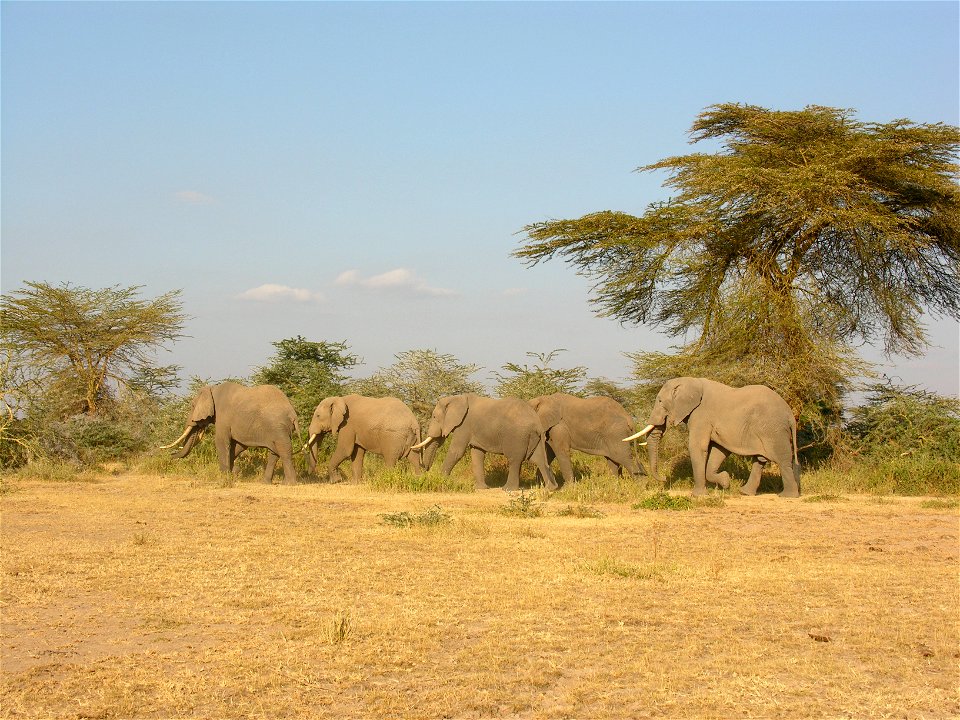National Parks in Africa are too small for elephants to stay inside year round. Many have to cross farming areas and come into conflict with people. Credit: Patrick Chiyo/Duke University.