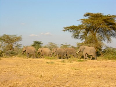 National Parks in Africa are too small for elephants to stay inside year round. Many have to cross farming areas and come into conflict with people. Credit: Patrick Chiyo/Duke University.