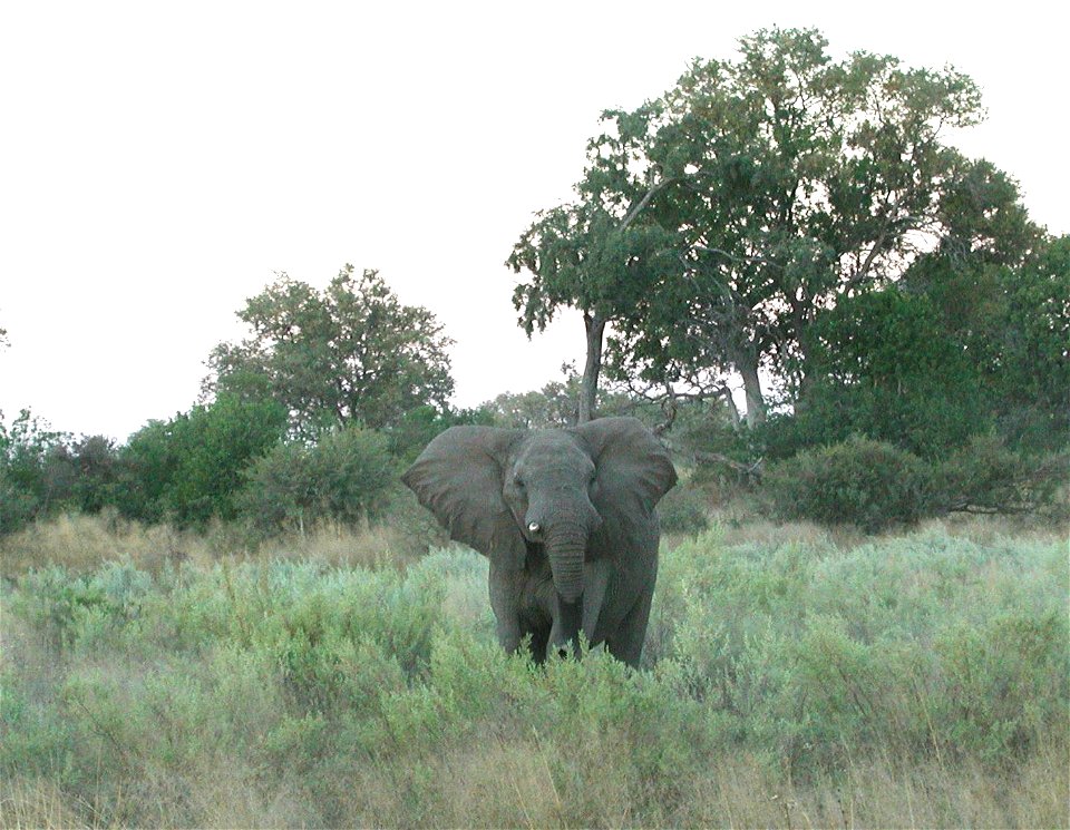 An african elephant in an apparently angry mood in Botswana.