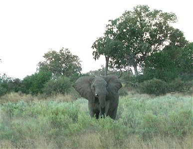An african elephant in an apparently angry mood in Botswana. photo
