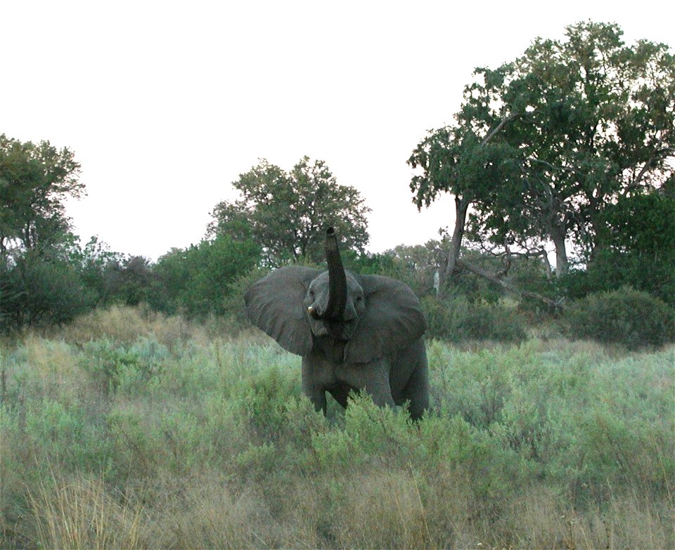 An african elephant in an apparently angry mood in Botswana.